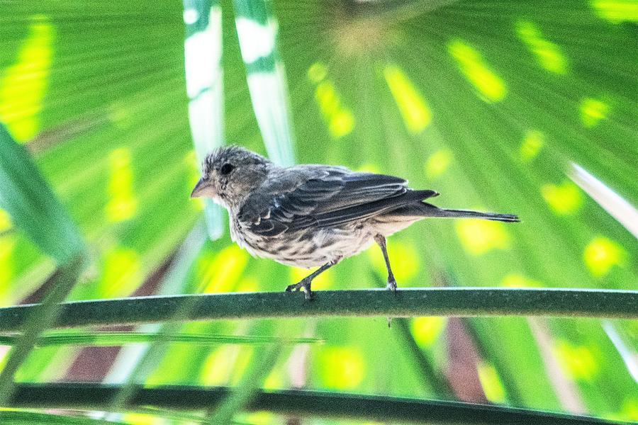 ...and a House Finch in a Palm Tree Photograph by Mary Ann Artz