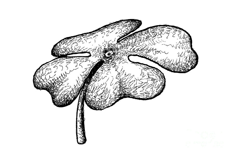 And Drawn Of Four Leaf Clovers On White Background Drawing By Iam Nee Pixels 