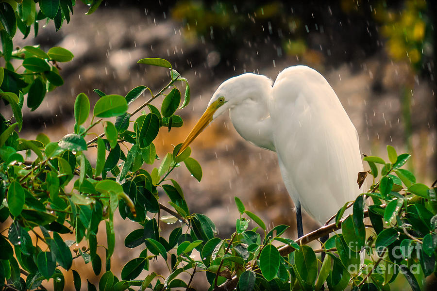 Egret Photograph - And I Am Having A Good Day by Gary Keesler