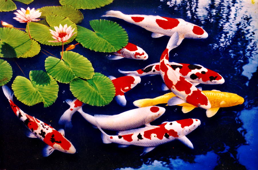 Fish Painting - And I didnt want any fish at first I dont know why really  I just wanted a pond by Yuki Othsuka