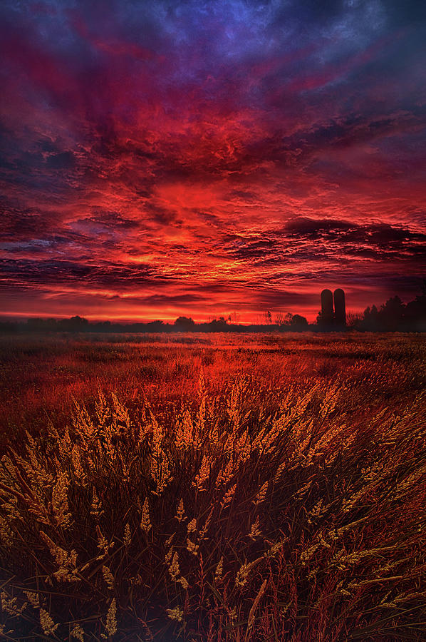 And So The Lion Fell In Love With The Lamb Photograph by Phil Koch