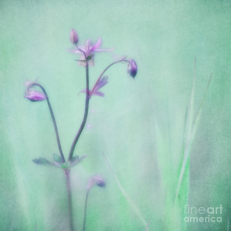 Flower Photograph - And spring came by Priska Wettstein