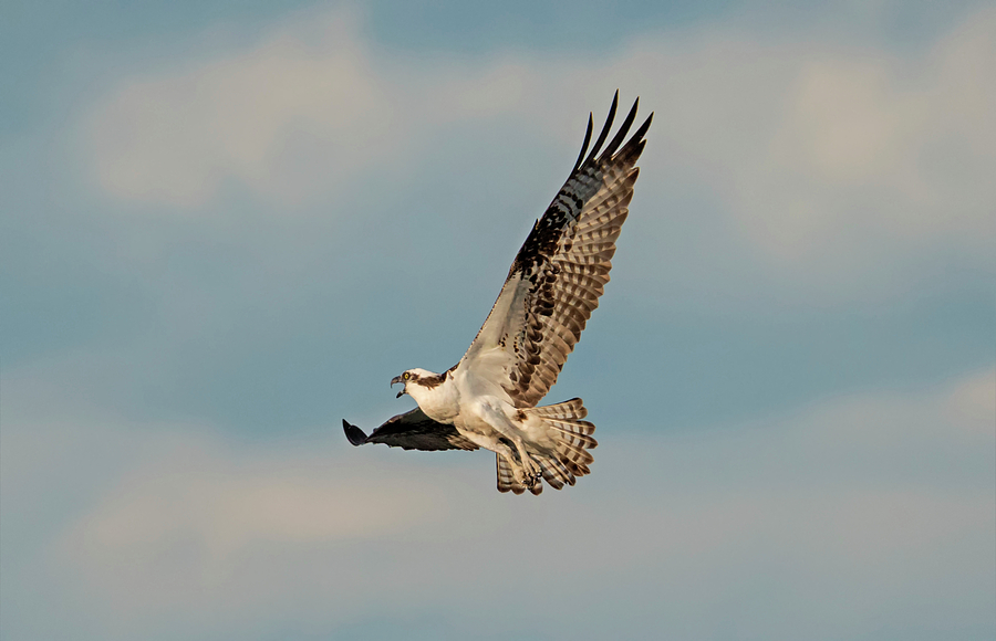 Male Osprey Photograph - And Stay Out by Loree Johnson