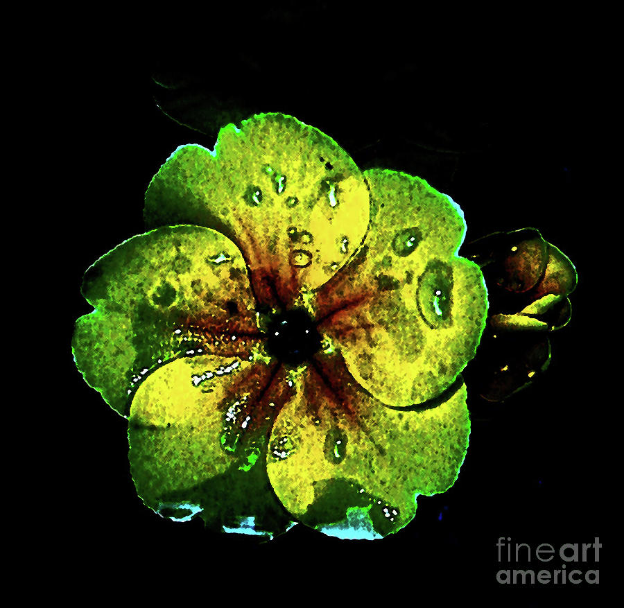 Flower Photograph - And still I shine by Daniele Smith