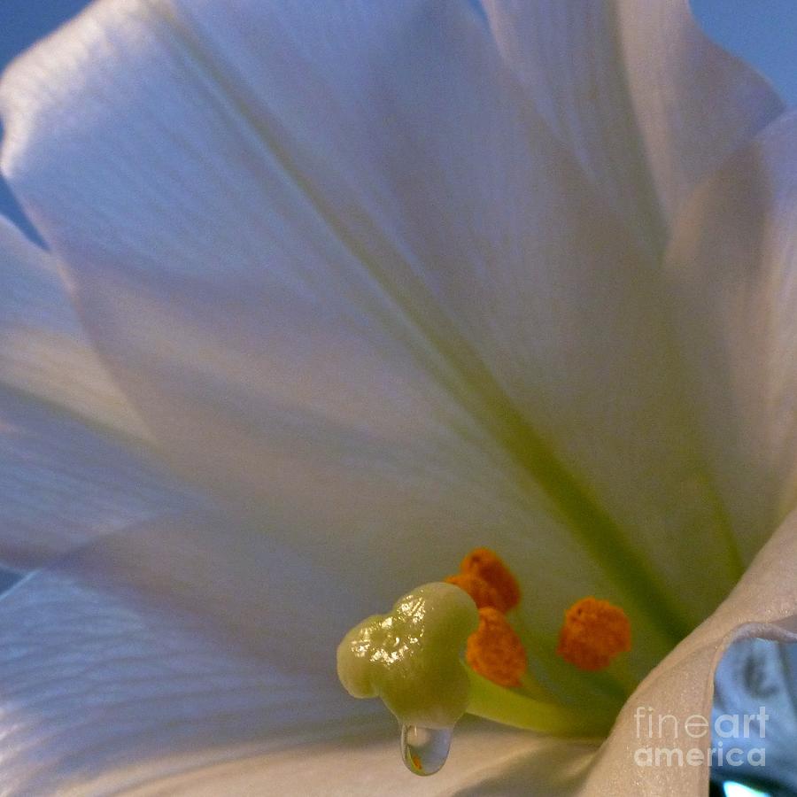 And the Easter Lily Wept Photograph by Barbie Corbett-Newmin