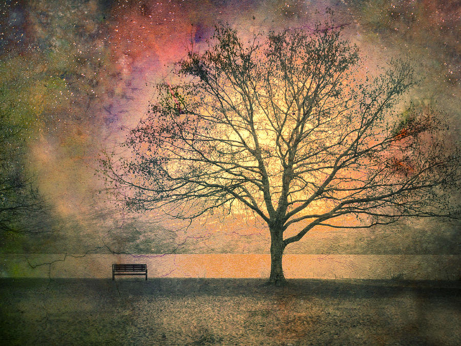 Tree Photograph - And the Morning is Perfect in all Her Measured Wrinkles by Tara Turner Tree Photograph - And the Morning is Perfect in all Her Measured Wrinkles by Tara Turner