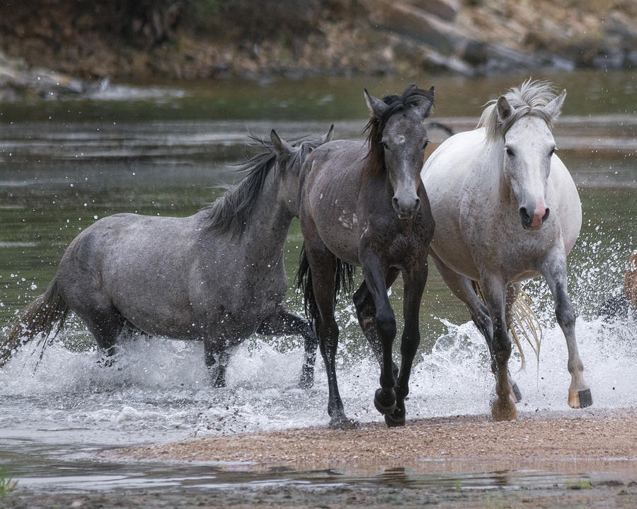 Horse Photograph - And The Race is On  by Saija Lehtonen