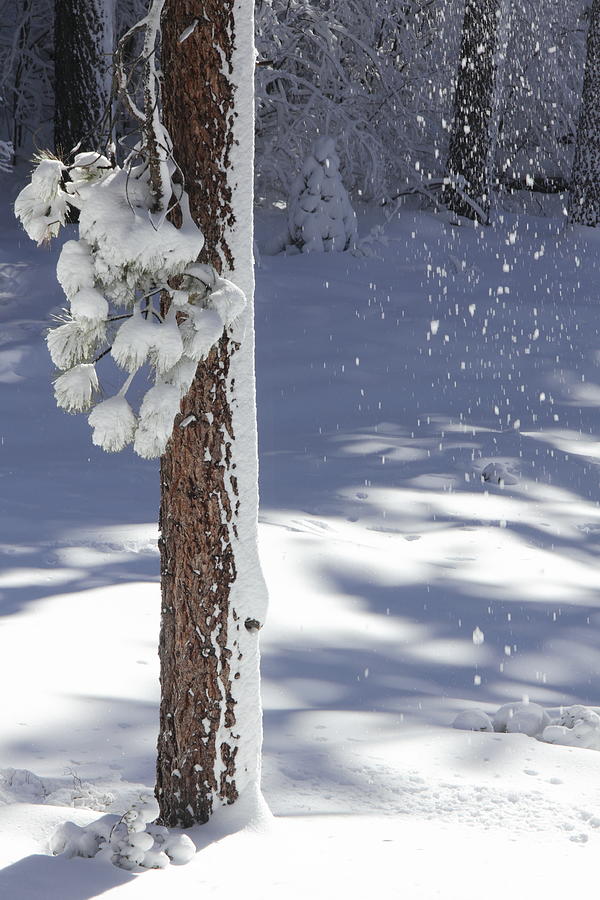 Winter Photograph - And the Snow Falls Down by Diane Zucker