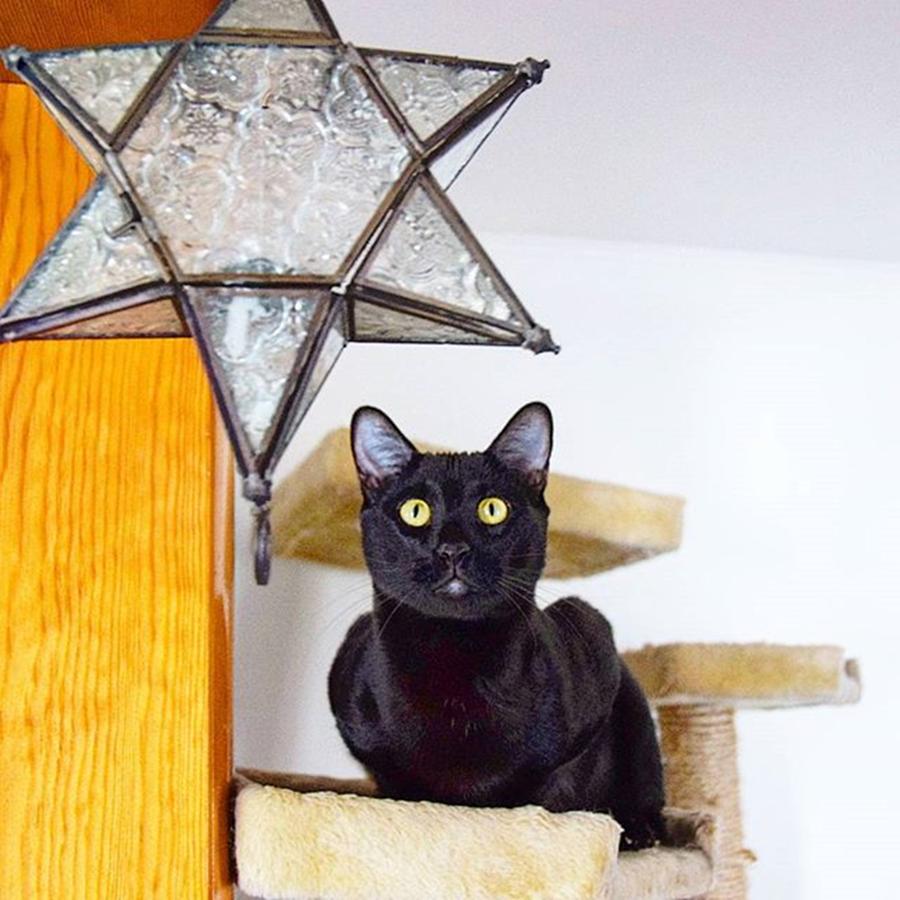 Cat Photograph - And The Stars Look Very Different Today by Sirius Black Adventure Cat