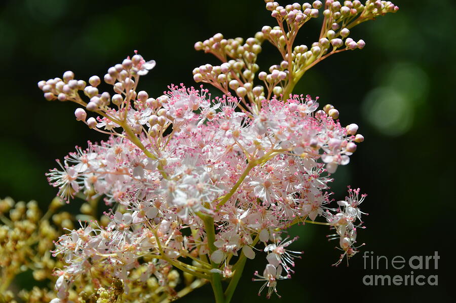 Summer Photograph - And Then She Decided To Dance With Her Soul by Robyn King