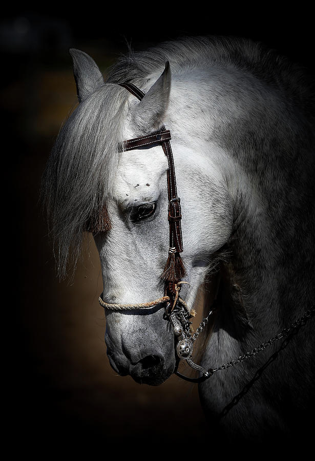 Andalusian  Photograph by Athena Mckinzie