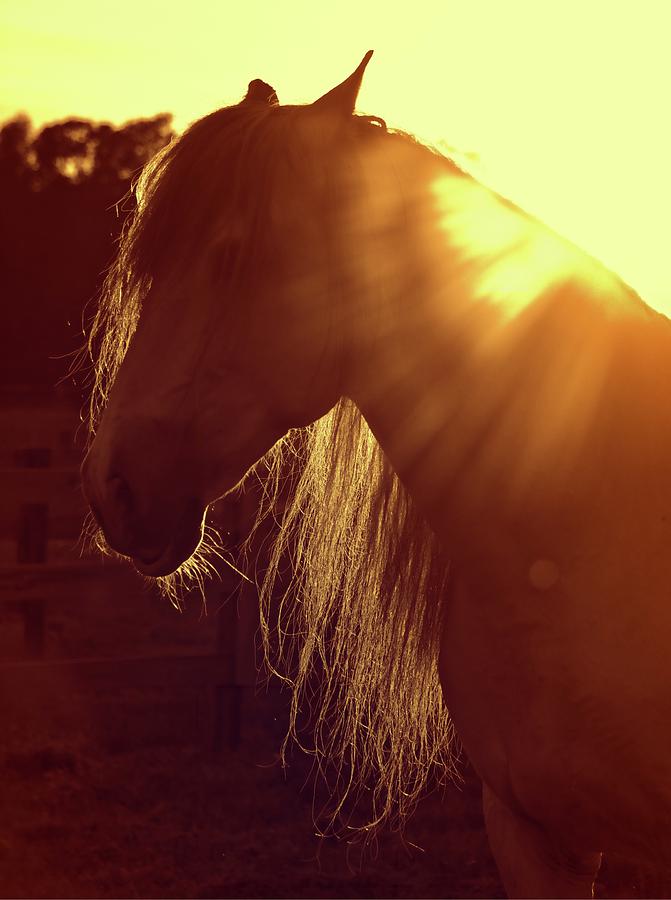 Andalusian Flares Photograph by Alice Gipson