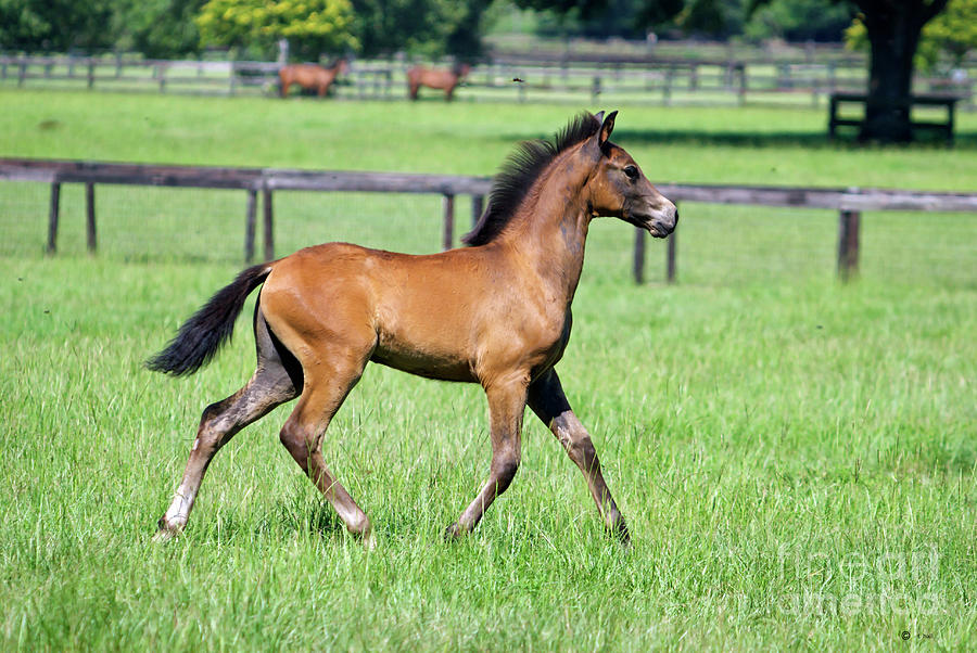 Andalusian Foal 2 Photograph by Francine Hall