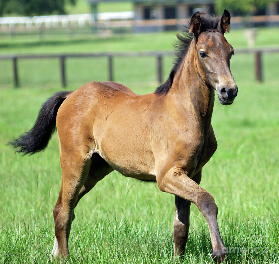 Andalusian Foal Photograph by Francine Hall - Fine Art America