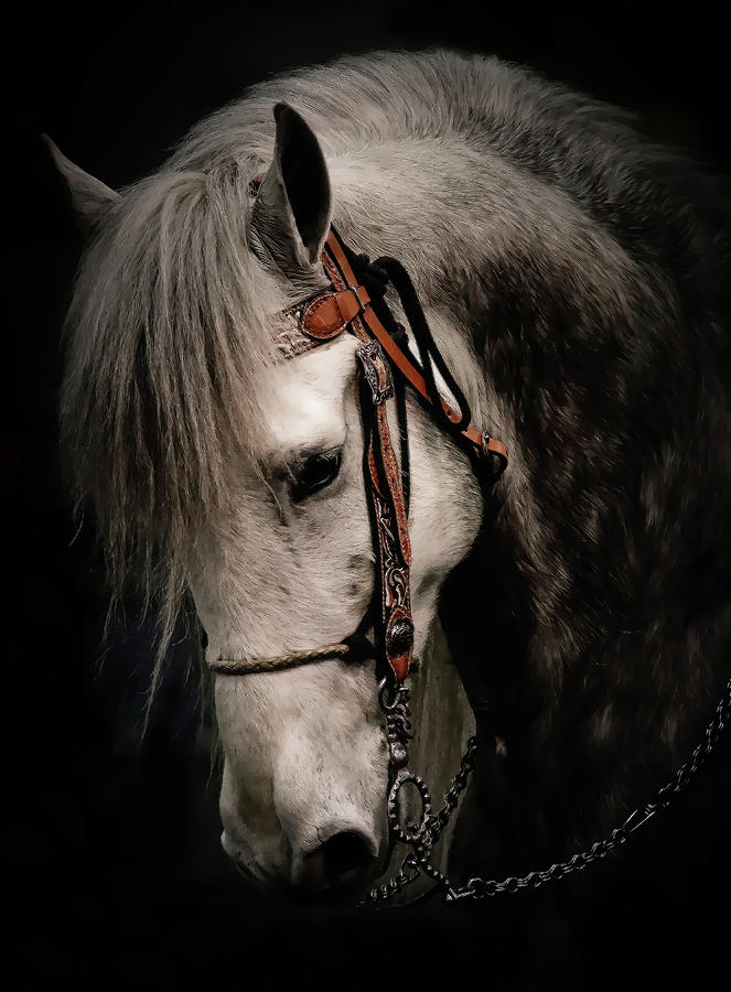 Andalusian Horse Photograph by Athena Mckinzie