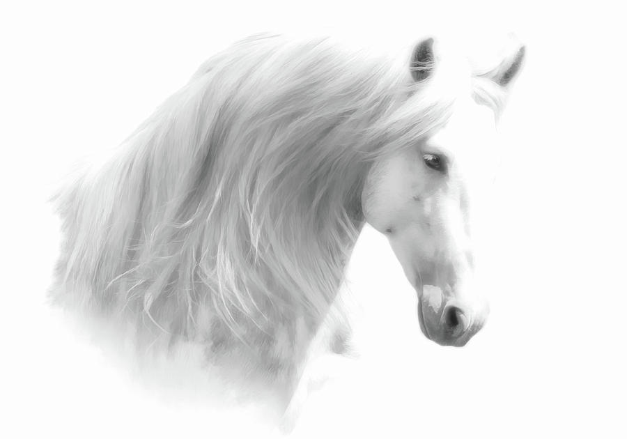 Andalusian Horse BW Portrait Photograph by Athena Mckinzie