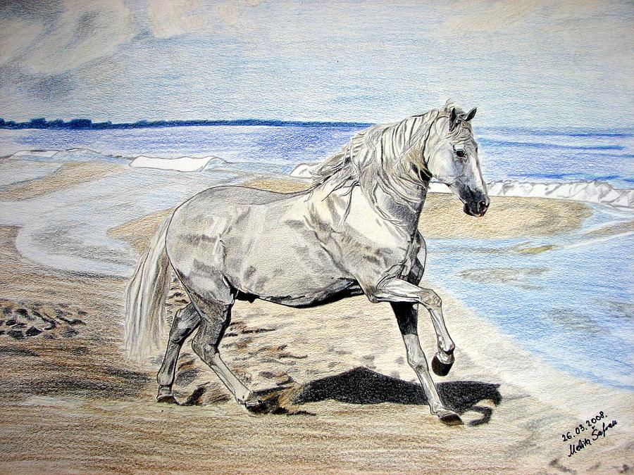 Horse Drawing - Andalusian horse by Melita Safran