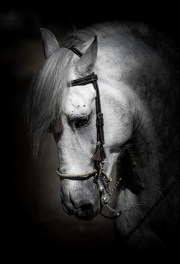 Andalusian II Photograph by Athena Mckinzie