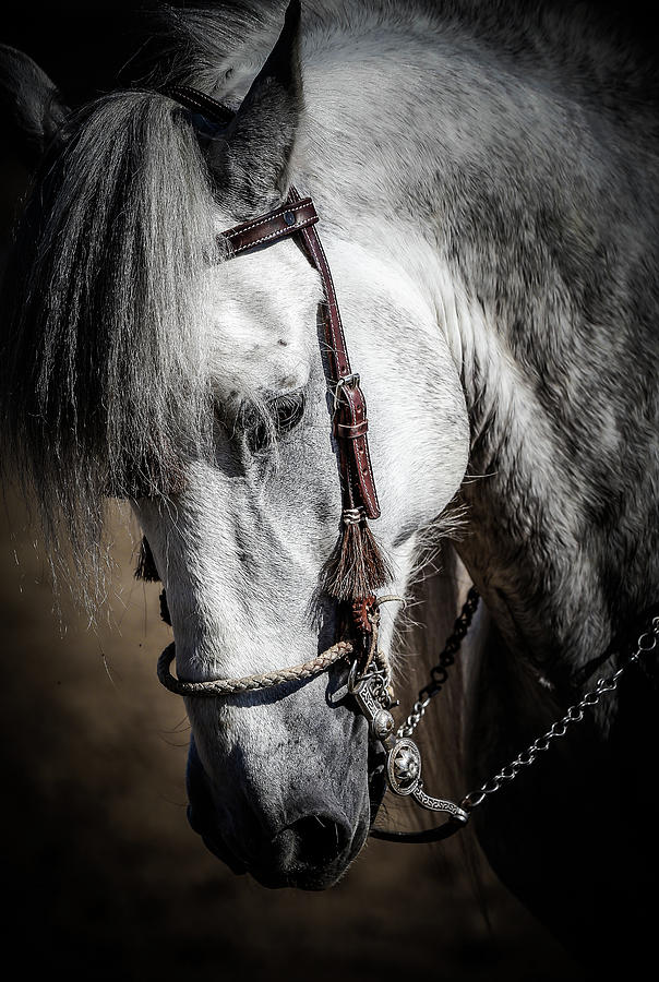 Andalusian III Photograph by Athena Mckinzie