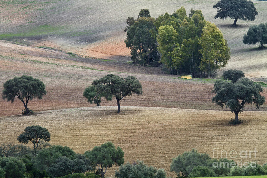 Andalusian Meadows 1 Photograph