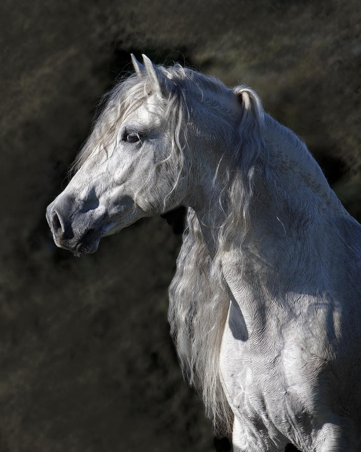 Andalusian Portrait Photograph by Wes and Dotty Weber - Pixels