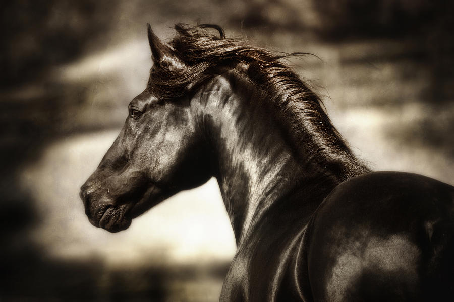 Horse Photograph - Andalusian Spirit by Nick Sokoloff