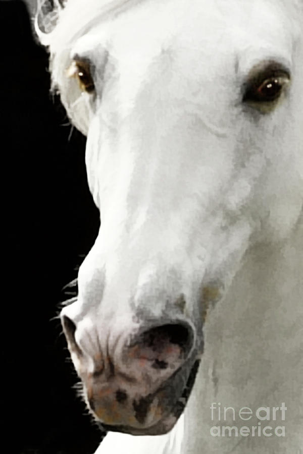 Andalusian Stallion Photograph by Melinda Hughes-Berland