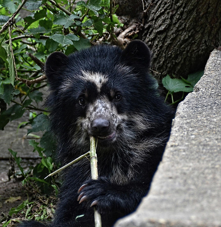 Andean Bear Cub eating Photograph by Ronda Ryan