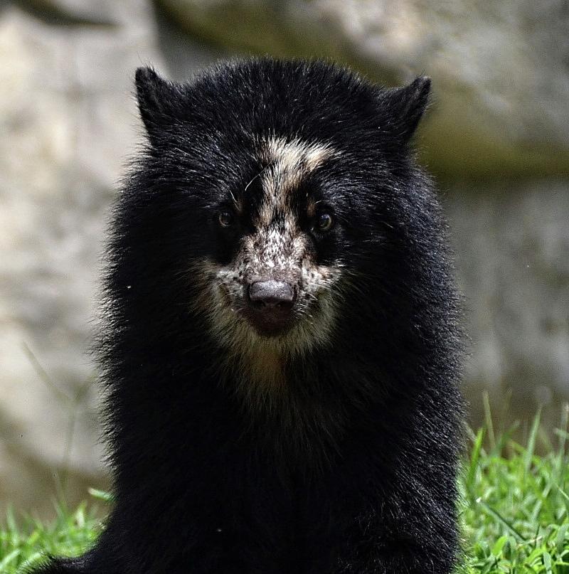 Andean Bear Cub Portrait Photograph by Ronda Ryan