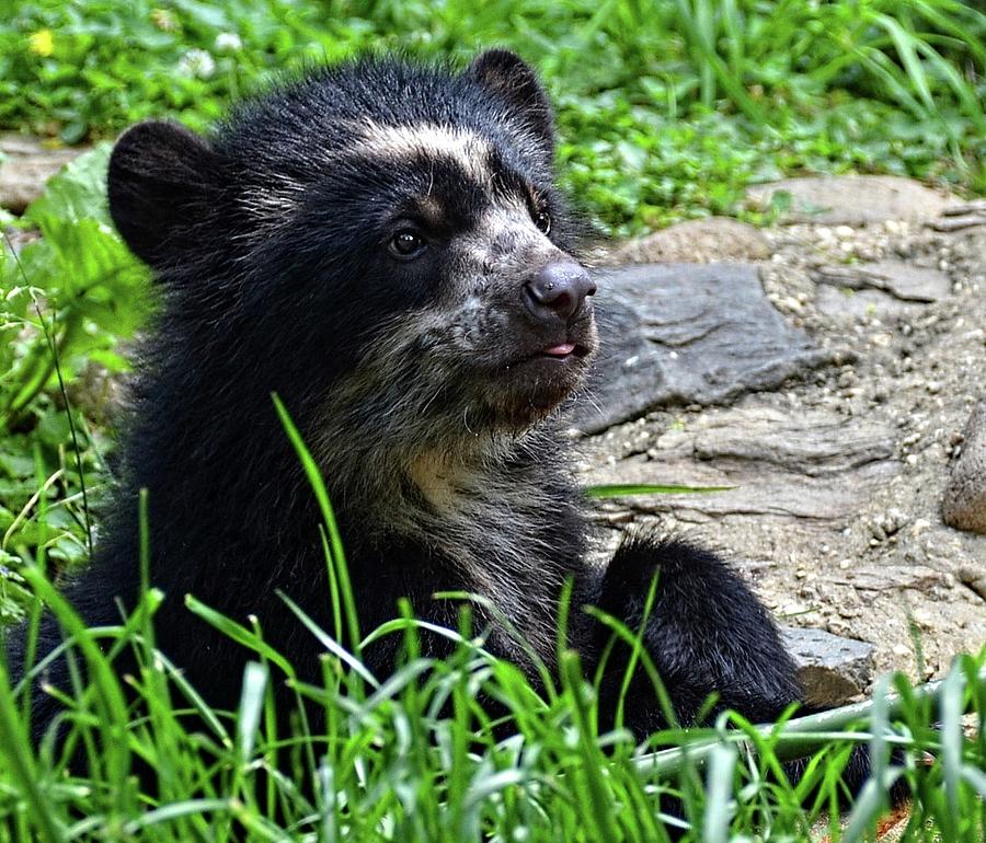 Andean Bear cub Photograph by Ronda Ryan