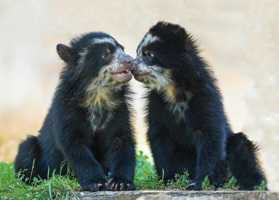 Andean Bear Cubs Nose to Nose Photograph by William Bitman