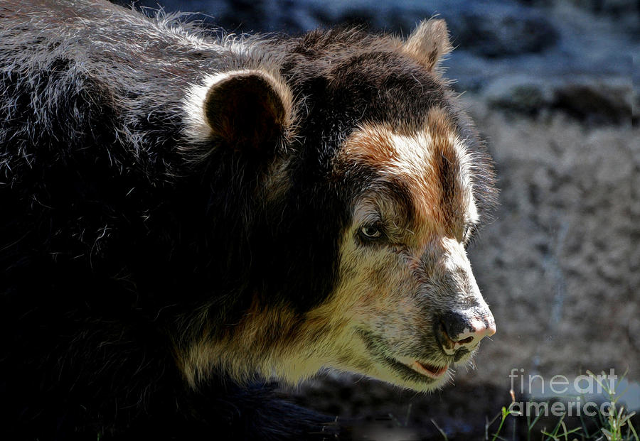 Andean Bear Photograph by Savannah Gibbs