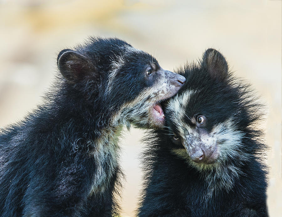 Andean Bear Sibling Cubs Photograph by William Bitman