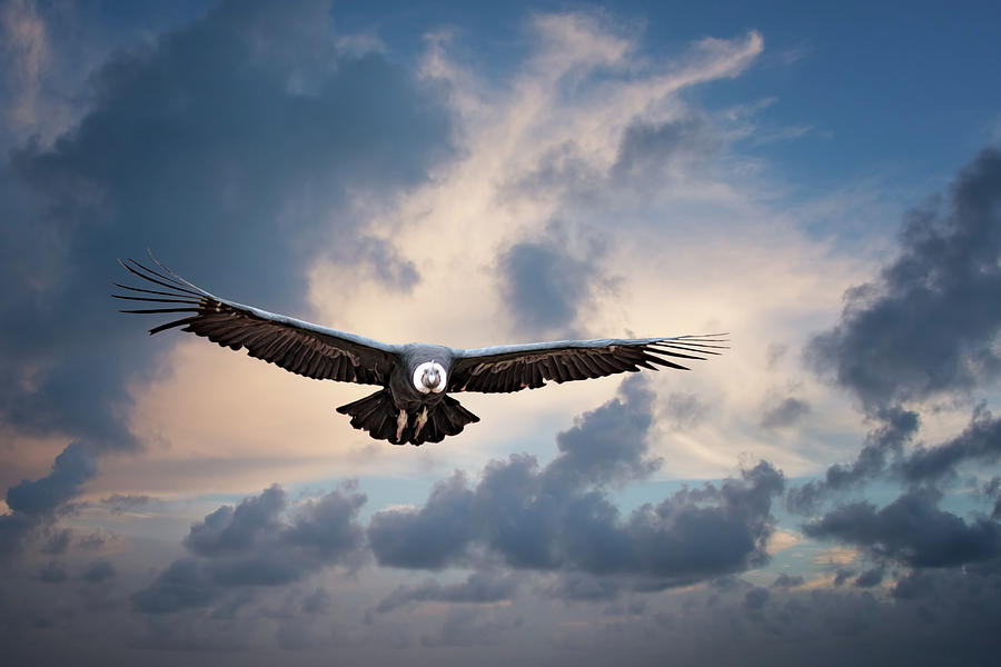 Andean Condor Photograph by Maria Coulson
