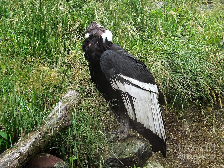Andean Condor Photograph - Andean Condor by Sara Raber Andean Condor Photograph - Andean Condor by Sara Raber