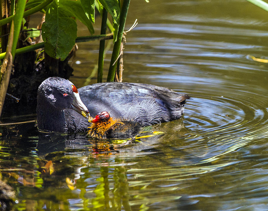 Andean Coot Feeding Her Chick Photograph by William Bitman