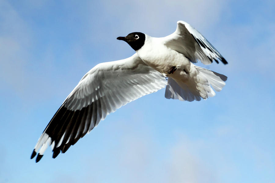 Andean Gull In-flight Photograph by Kent Nancollas