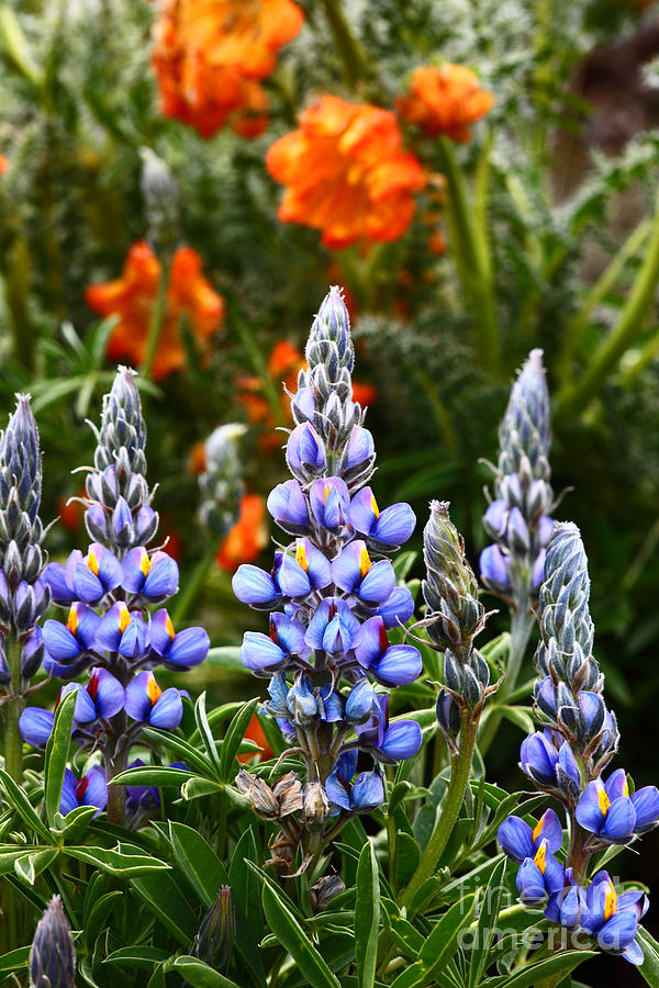 Andean Lupins 2 Photograph by James Brunker