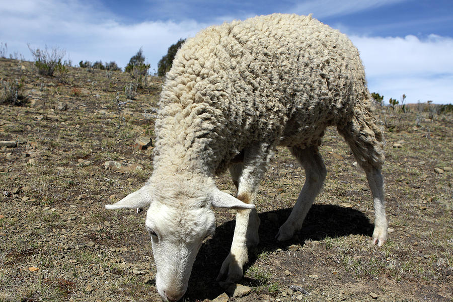 Andean Sheep Photograph by Aidan Moran