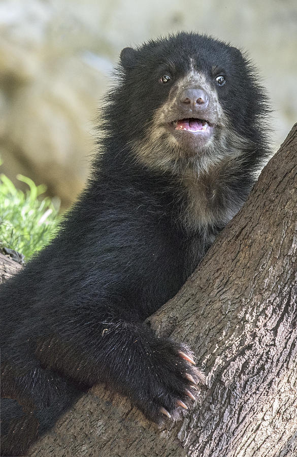Andean Speckled Bear Cub Portrait Photograph by William Bitman