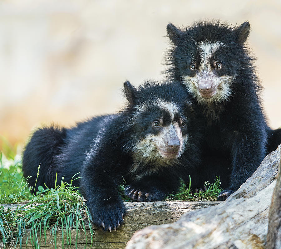 Andean Speckled Bear Cub Siblings Portrait Photograph by William Bitman