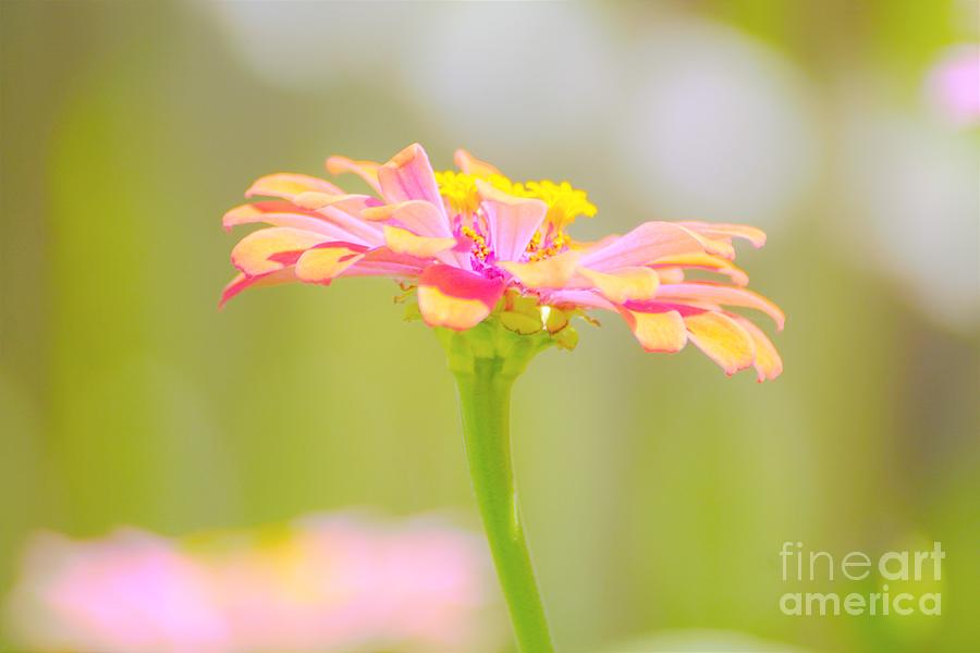 Andover flower Photograph by Merle Grenz