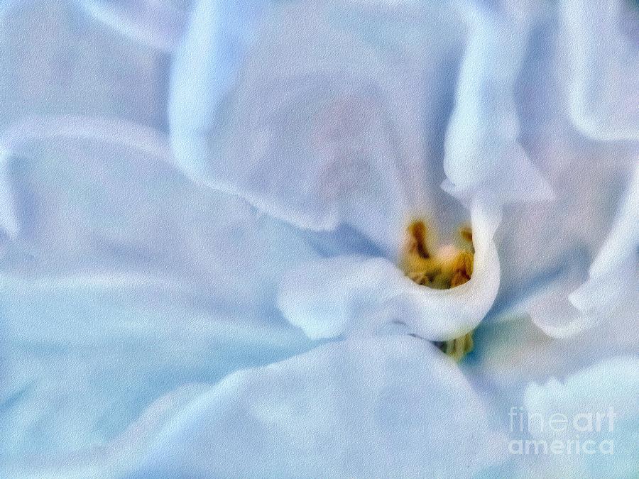 Flower Photograph - Blue Splendour  by Andrea Kollo