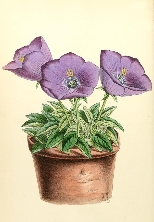 Andrews Painting - Andrews, James 1801-1876 - The Floral Magazine 1869 - Campanula Turbinata by James Andrews