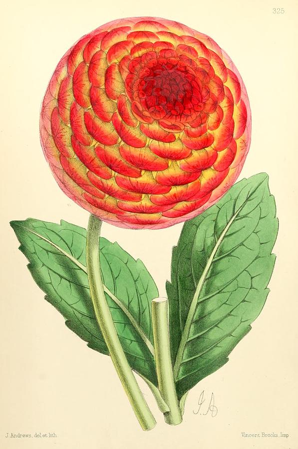 Andrews, James 1801-1876 - The Floral Magazine 1869 - Dahlia Painting ...