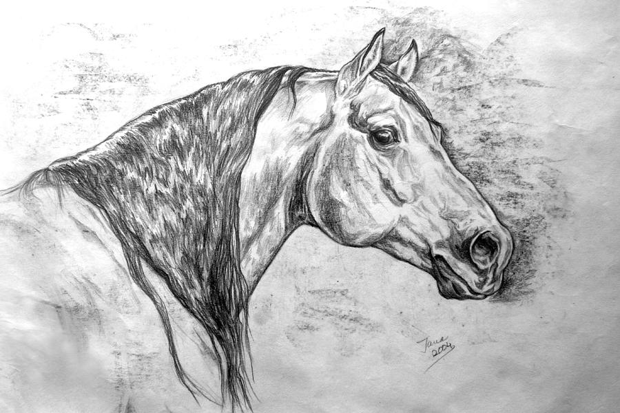 Horse Drawing - Andy by Jana Goode
