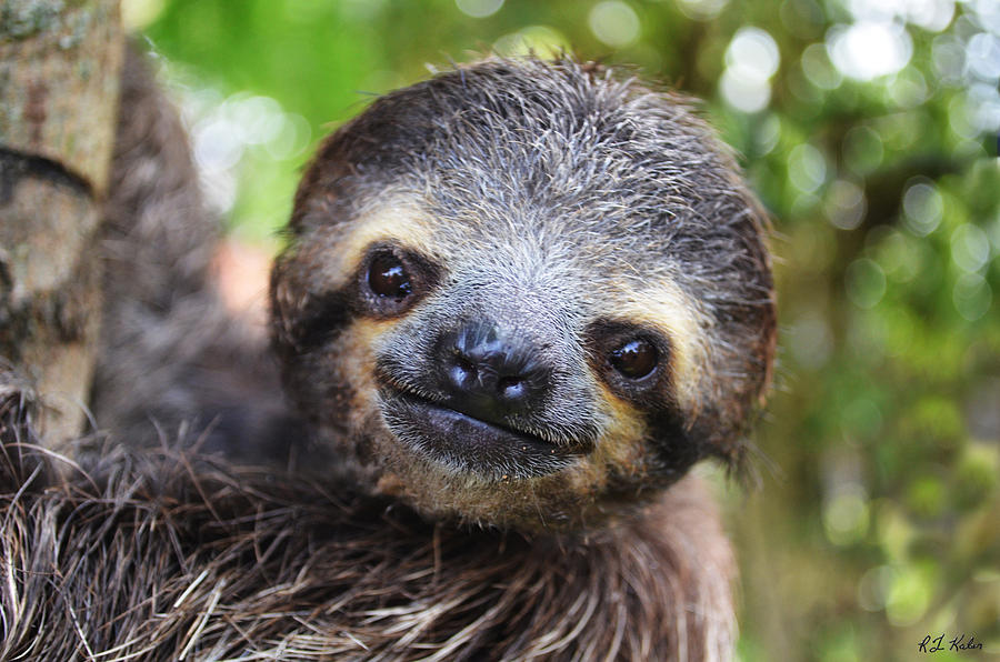 Andy the Sloth Photograph by Robert Kaler - Fine Art America