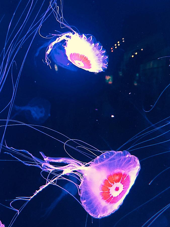 Jellyfish Photograph - Anemonas del caribe by Sandra Lira