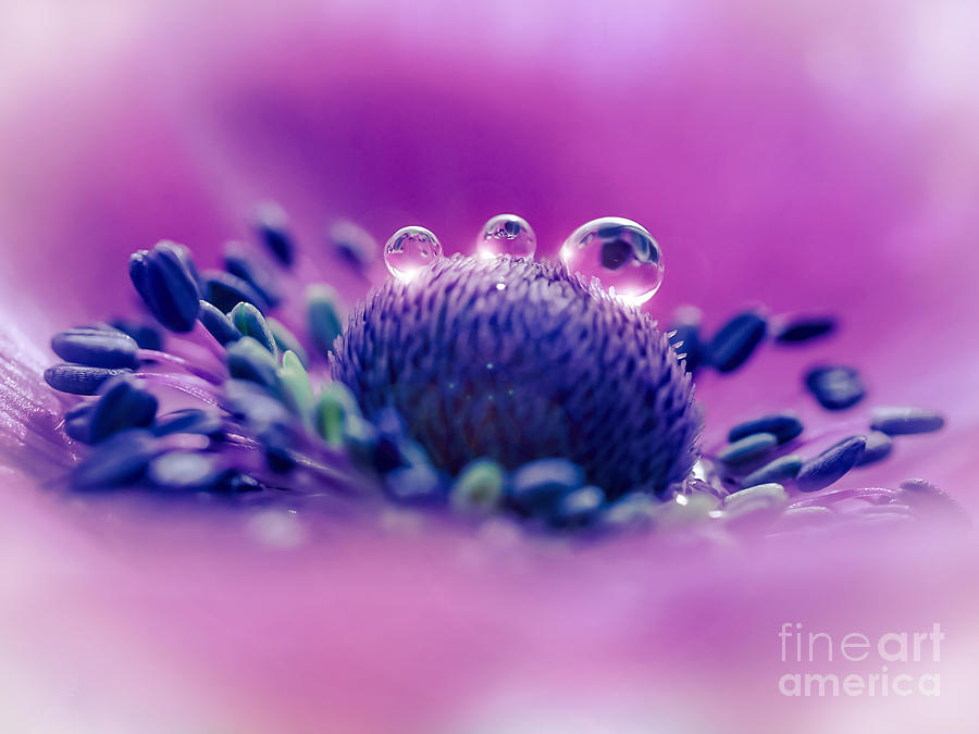 Flower Photograph - Anemone 05-1 by Wei-San Ooi