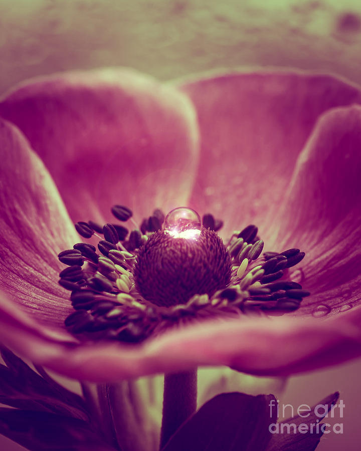 Flower Photograph - Anemone 11-1 by Wei-San Ooi